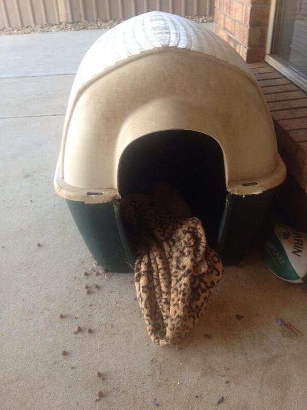 Just made your bed@bmarg16 oh shit is that a tiger <a href="/battas11/">battas</a>