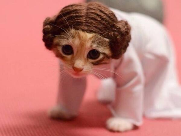 ABSPodcast's tweet photo. Kitty Wars!!! #kittypride #StarWarsWeekends http://t.co/LnajgxjRli
