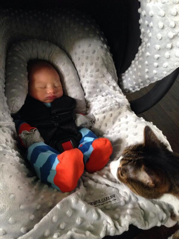 PaisleyKitten's tweet photo. So that's what was growing inside @aLAnessa's belly! @PeanutStepan http://t.co/9G0KOGaDhU