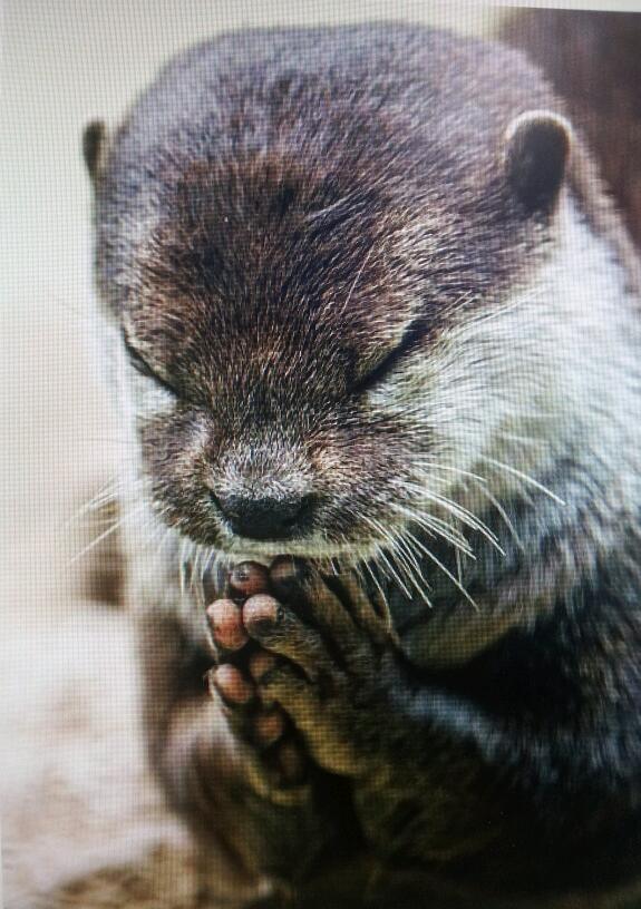 obrkr's tweet photo. 기도하는 수달^^ http://t.co/lEFAOMMNpd