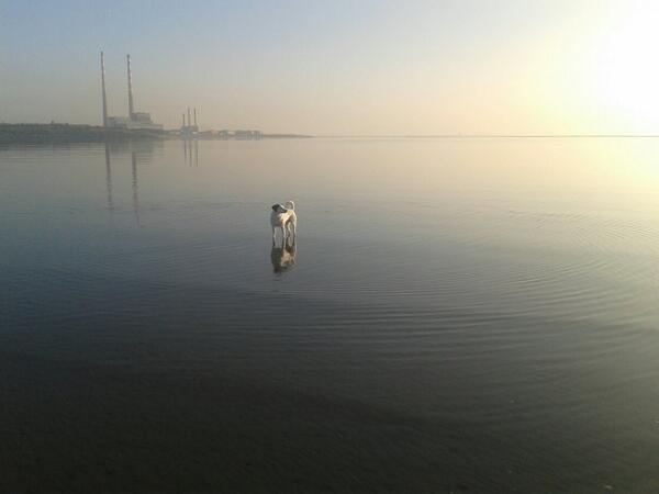 Anthony Flood tweet media