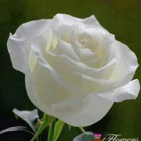 STtkglu's tweet photo. Check out WhatsApp Messenger for your smartphone. Download it today from http://t.co/bXOzKF1PAX http://t.co/HuuP7DJ85y