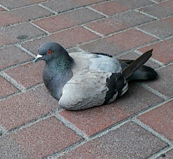 あんみ On Twitter 鳩座ってたかわいい Http T Co Jp1faybnmf