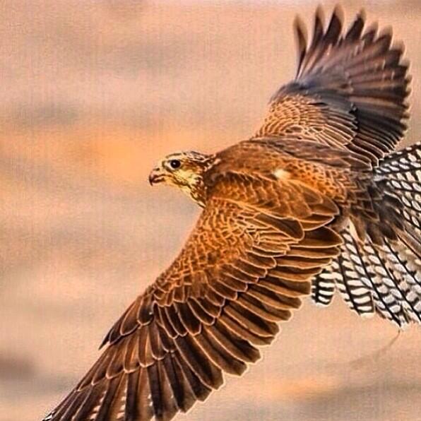 m65622 tweet picture