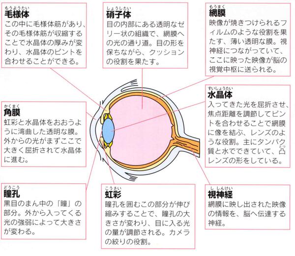 ゴロ 解剖生理イラスト En Twitter 目の構造が分かりやすく まとめられた図 T Co Qyg7hp8lkh