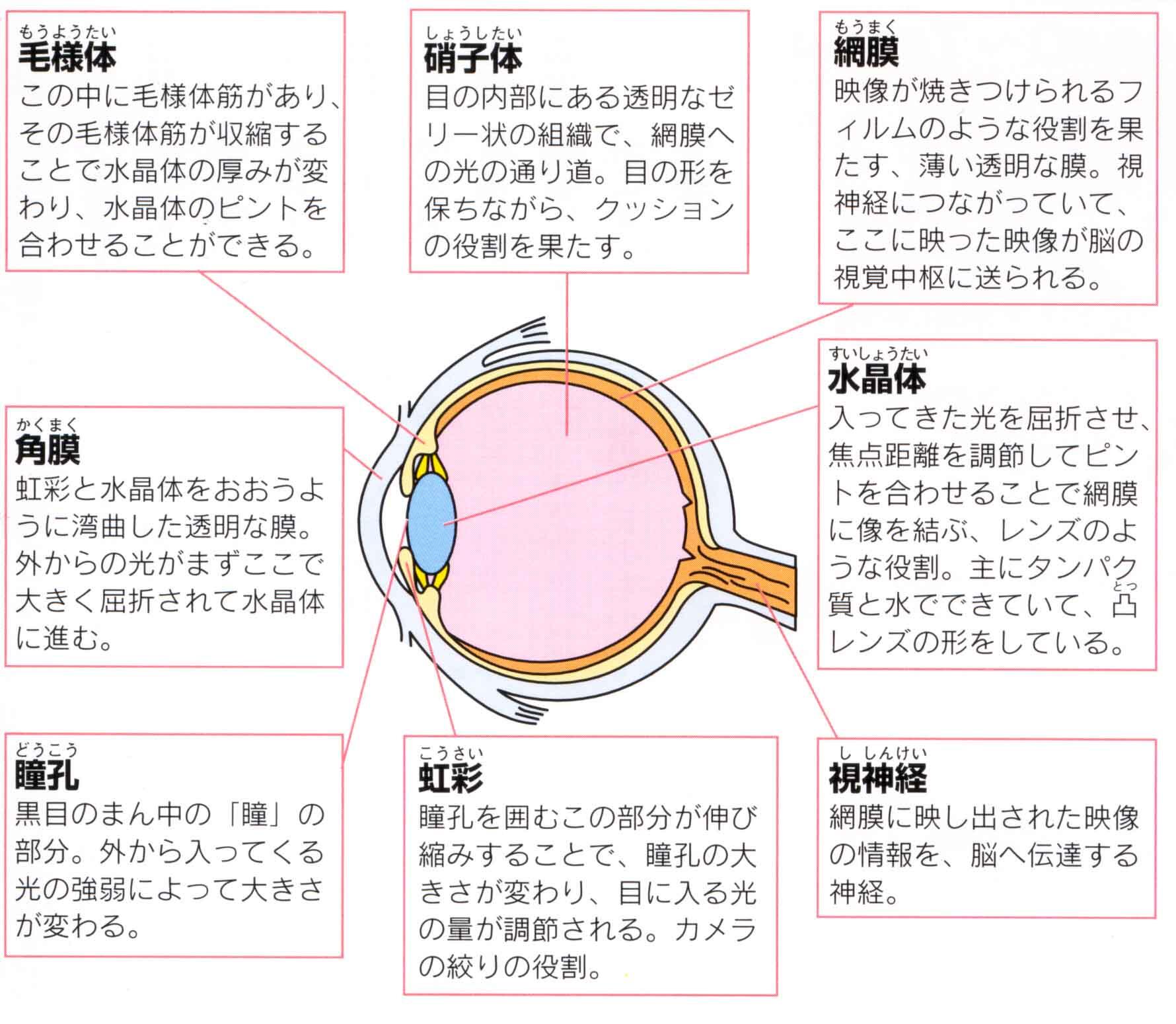 ゴロ 解剖生理イラスト 目の構造が分かりやすく まとめられた図 T Co Qyg7hp8lkh Twitter