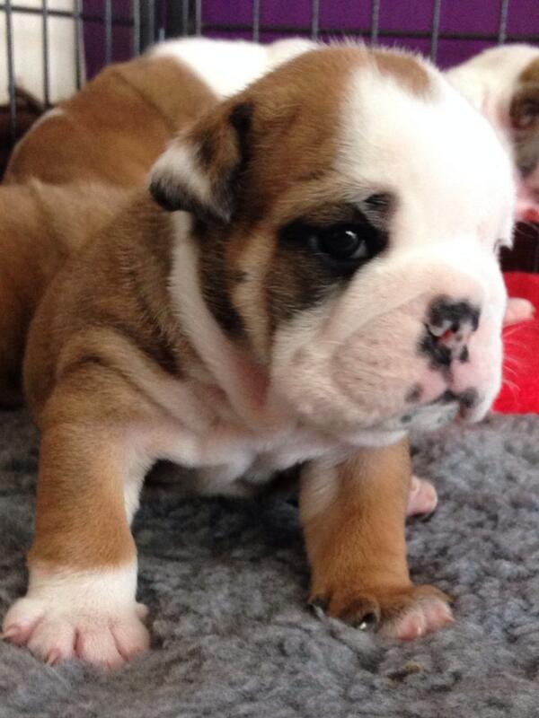BulldogsofHull's tweet photo. Cadbury is getting bigger, 5 weeks old today and such a cutie... http://t.co/cftN0Dpxdk