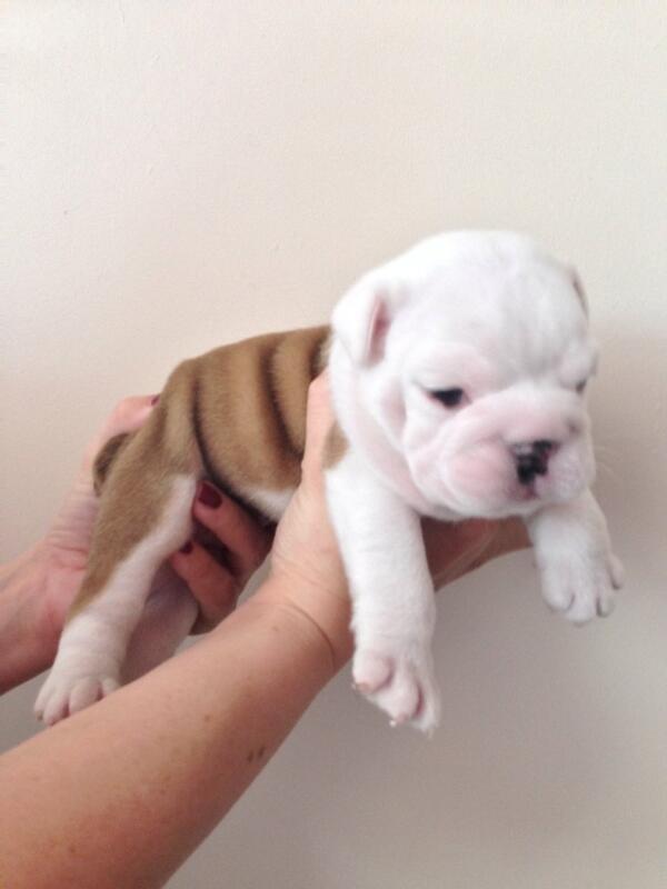 BulldogsofHull's tweet photo. Flash at 5 weeks ... Amazing http://t.co/BeDDxQ7rli