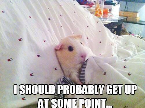 PlanMyDebs's tweet image. How the thought of studying feels today.. #LCproblems