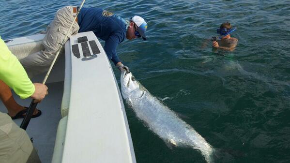 PBOTV's tweet photo. Big #tarpon http://t.co/oaafHQyTLD