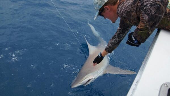 PBOTV's tweet photo. Tore up the #sharks http://t.co/2WDUIIB9xa
