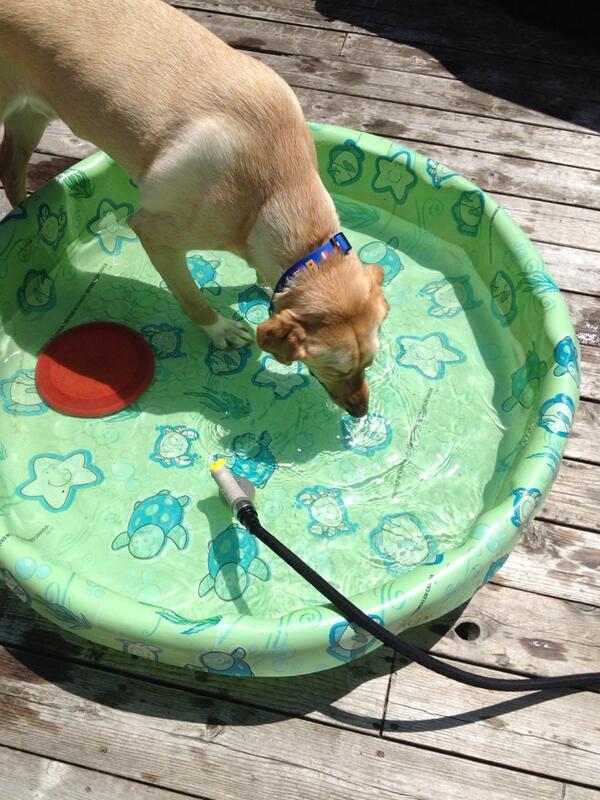 TuckProblems's tweet image. I can see the turtles and starfish but I can&apos;t figure out why I can&apos;t eat them! help!