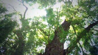 #willowtree #ldnont #gibbonspark