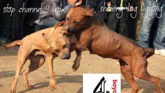 RIP #SapphieDog LuvU tweet media