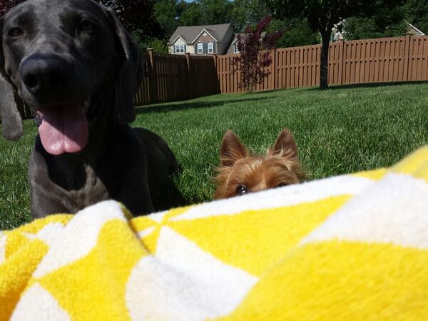 edeckah's tweet photo. Laying out is intimidating when you have an audience.  #frankielou #tobiasnewsom http://t.co/kwjquzgbb4
