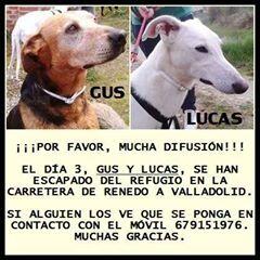 Nines35gm's tweet photo. "@Sayudaanimales Gus y Lucas no aparecen. Necesitan ayuda para buscarlos Valladolid.Estan desesperados¡ http://t.co/7zpmdTMS1Z --" RT!