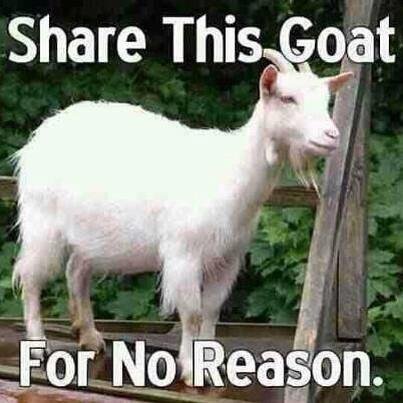 MattTheGOAT's tweet photo. Cause I am goat http://t.co/W8ExbdNQJ1