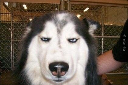 TuiterHits's tweet photo. Eres tonto/a, tu familia lo sabe y el perro lo sospecha. http://t.co/eWfJNX8Lrw