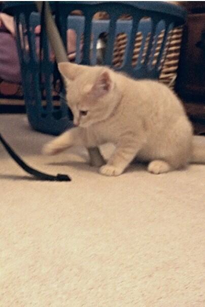 I JUST GOT A NEW KITTEN!!!!! I named him Phil after the wonderful <a href="/AmazingPhil/">Phil Lester</a>