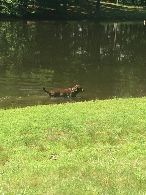 YoungNBA's tweet photo. This is what he decides to do.  Had to beg him to get out of the pond: http://t.co/goN4DRdIoS