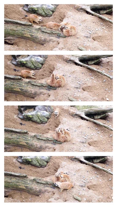 雨が降り出した時にミーアキャットがみるみるうちに団子になったの最高だった 