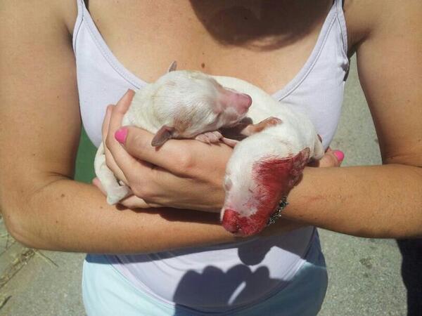 LASAnimal's tweet photo. Necesitamos saber si alguién ha visto algo para poder denunciar A LOS ASESINOS!! c/Hilanderas, Gerena, Sevilla  http://t.co/Ukn7zYFb5o