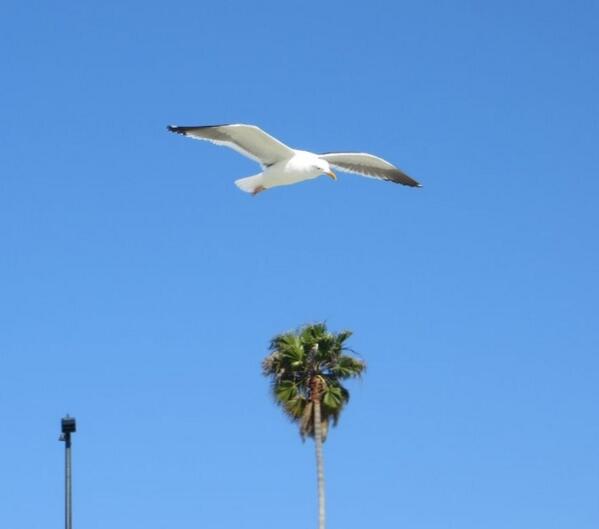TroubleAlex's tweet image. seagull 
#redondobeach #lax #losangeles #beach #birds #palmtrees
