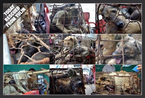 katteachart's tweet image. YULIN END THIS HORROR NOW!! THEY ARE PETS NOT FOOD! #yulingetdogsoffthemenu