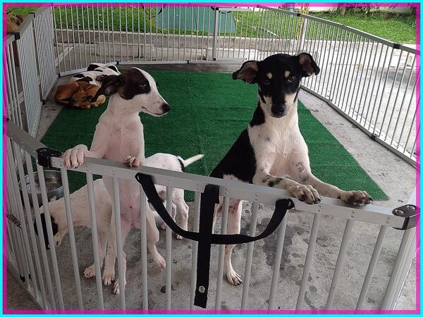 Happy Pets Panama tweet media