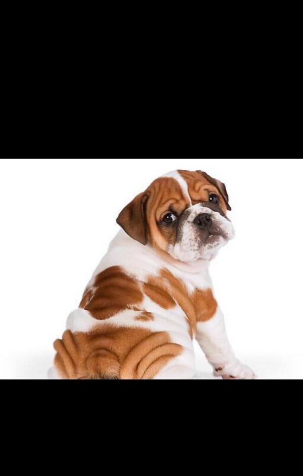 if this doesn't make you smile your stupid.