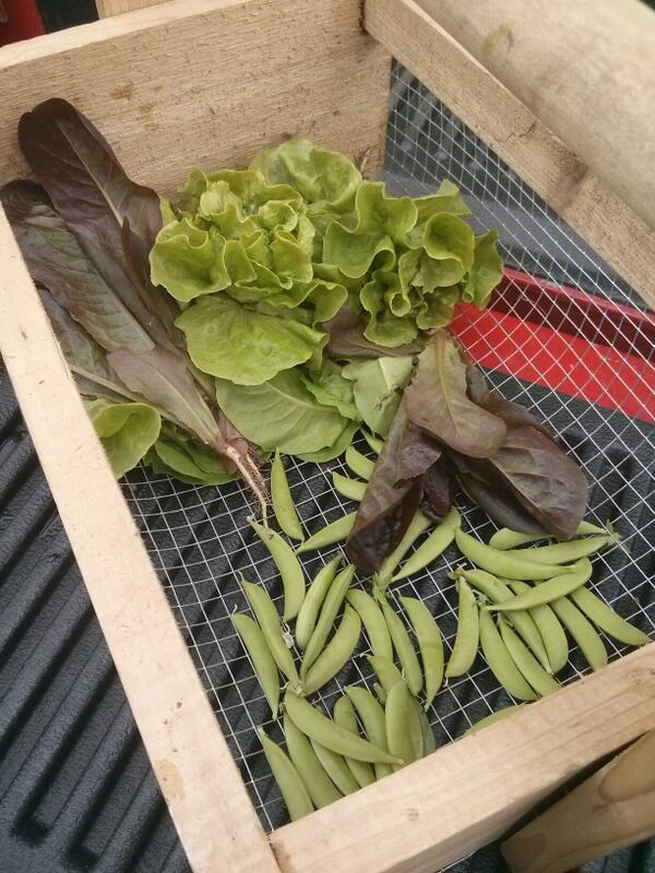 Today's #garden haul. #peas #lettuce