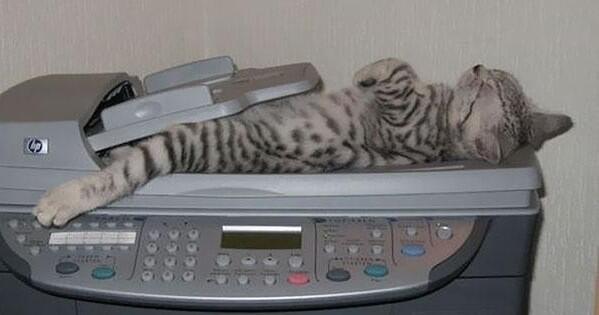 afidlin12's tweet photo. “25 Cats Napping In Places That Don't Even Seem Possible. http://t.co/jUiXTn5fsi http://t.co/Cik2pgJjJO” @madverg #yourewelcome