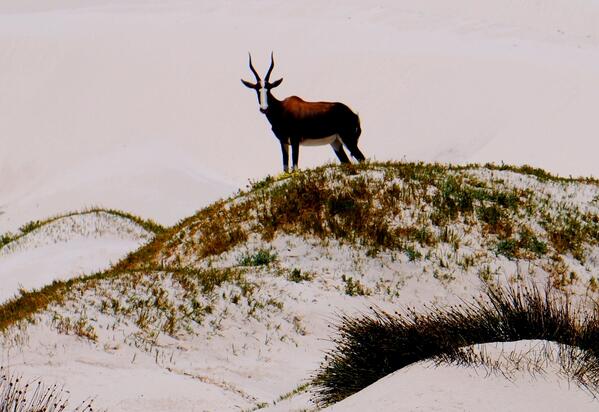 3IN037's tweet photo. #Endangered Bontebok in the #WesternCape of #SouthAfrica! Amazing #environment!! http://t.co/SymubaH8wW