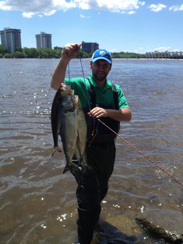 @TourismQuebec great day of American Shad fishing #quebecfishing right here in our own backyard. Awesome!