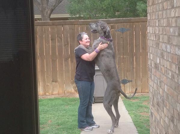 jenniecbailey's tweet photo. I think Spirit outgrew me. #sheisjustababy http://t.co/1wGI76yZJP