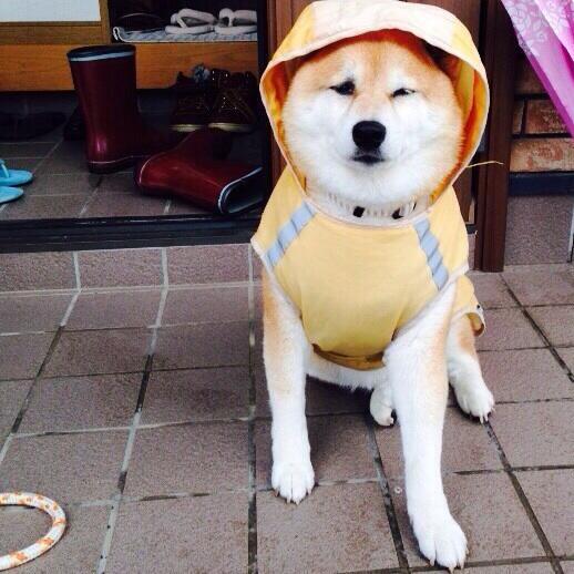 تويتر 大関れいか على تويتر おはようございますカッパのお犬さん 左手が前に出てるのが気になりますカッパのお犬さん デブすぎてカッパぱんぱんやないかい Http T Co Cpzjthny33