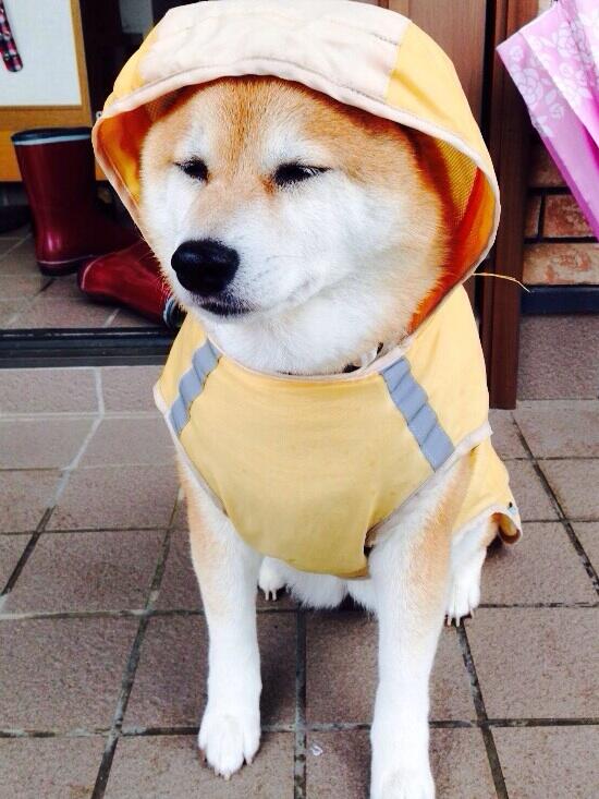 تويتر 大関れいか على تويتر おはようございますカッパのお犬さん 左手が前に出てるのが気になりますカッパのお犬さん デブすぎてカッパぱんぱんやないかい Http T Co Cpzjthny33