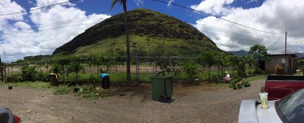 diyah808's tweet image. #yardday