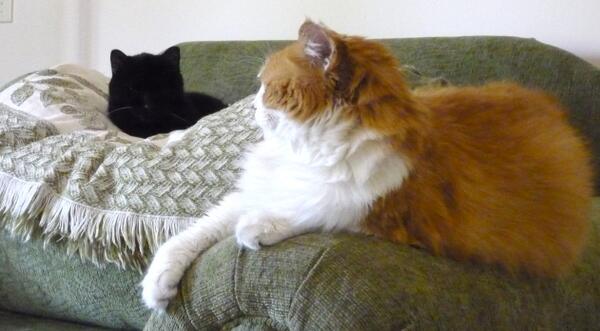 CatJonesy's tweet photo. Sometimes I'm nice and let @Stubby_cat have the top of the chair spot http://t.co/F4YcqrQyYy