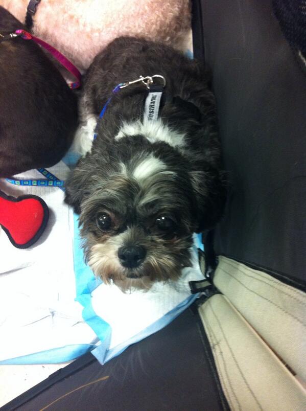 David_Dresser's tweet photo. What a great way to end Gigits day! Finding a potential forever home with our very own Danielle! #inspiredbypets http://t.co/ENkwuSiA8t