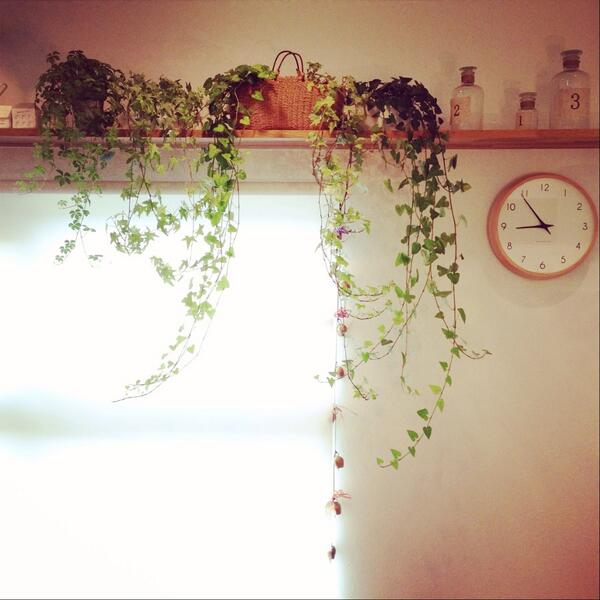 水やりついでに丈比べ♪
ナンバーワンは、ハートアイビーちゃん。