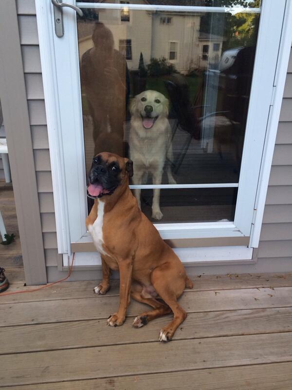 MaxLikesSnacks's tweet photo. New best friend! #boxer #goldenretriever #loveatfirstsight http://t.co/5clKDSwJhK