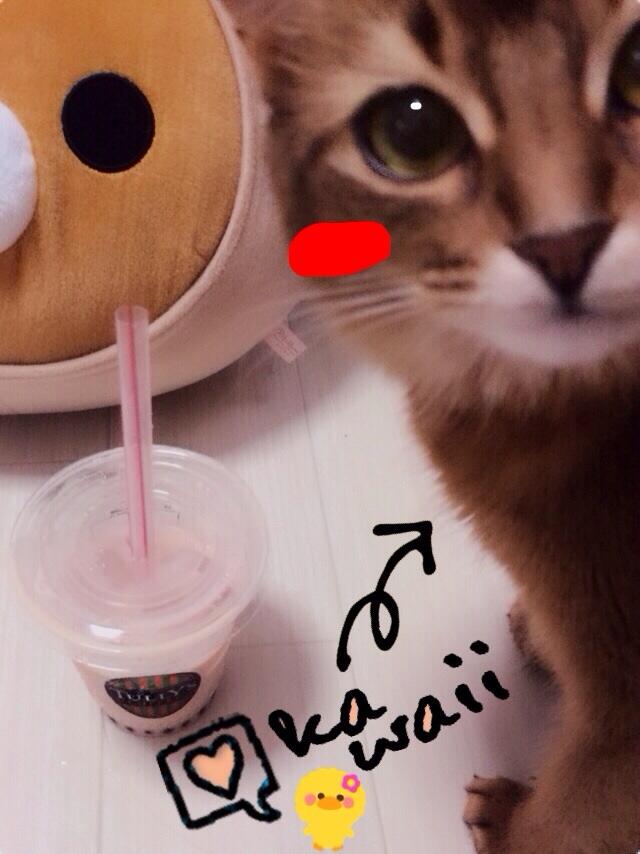 96猫 No Twitter くぅちゃんがタピオカに興味ありげです かわゆいのう W Http T Co 7lgk4c8yqn 96猫 No Twitter くぅちゃんがタピオカに興味ありげです かわゆいのう W Http T Co 7lgk4c8yqn