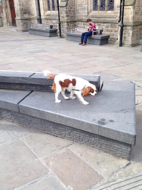 TobyHalftash's tweet image. Daddy took me to Durham, I had a good sniff about