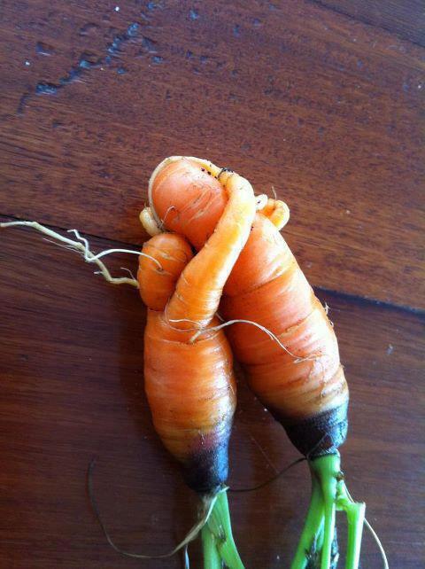 Hugging carrots ...obviously teenage carrots as they've still got their headphones on...