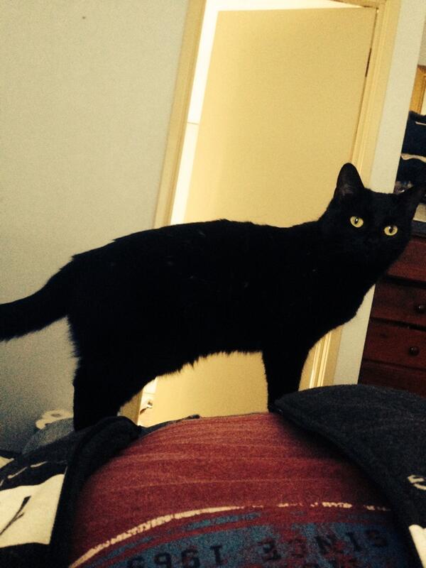 tonymoroney's tweet photo. I had a call as sat on bed , cat almost made me throw up as jumped and landed on the jewels, I'm sure was laughing to http://t.co/WC668oZhoW