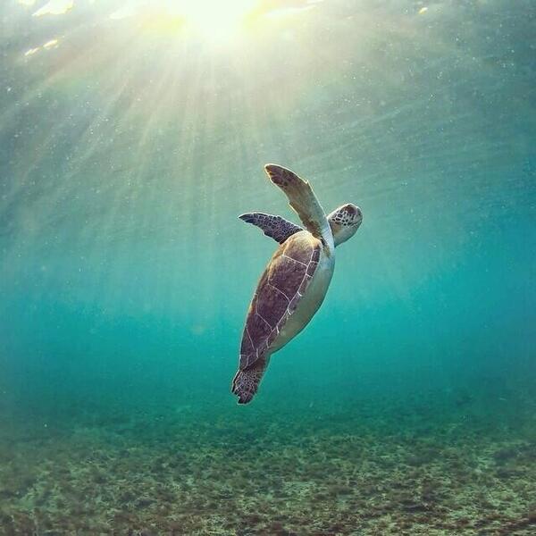 AngiGlezg's tweet photo. “@PatriMontelongo: “@_Paisajes_: En las profundidades del mar, siempre misterioso #Tortuga http://t.co/vTOMIfQbK6”