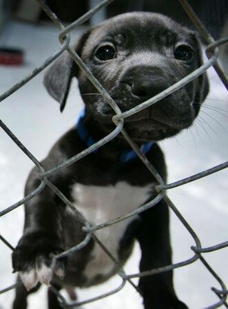 Huge thanks AGAIN <a href="/rickygervais/">Ricky Gervais</a> raising awareness of rescue pets &amp; helping end animal cruelty #adopt #rescue #pets