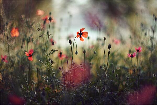 Gabriele Corno tweet media