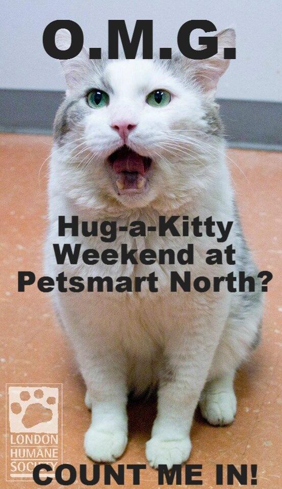 HumaneSocietyLM's tweet photo. It's Sunday! Last day for Hug a Kitty Weekend at Petsmart Masonville.  Visit &amp; meet the purr babies. http://t.co/msKtPNHB0e